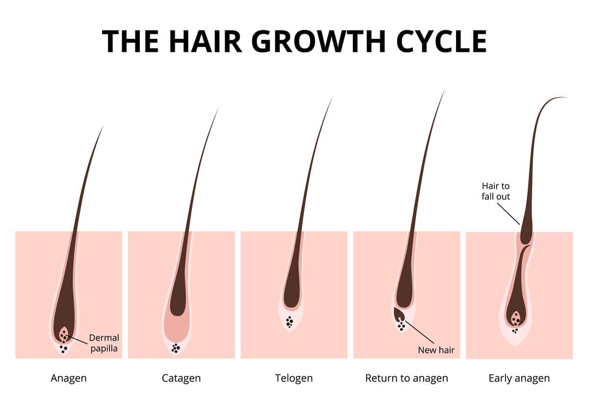 Understanding the hair growth cycle
